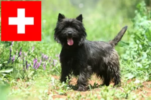 Read more about the article Cairn terrier tenyésztők és kölykök Svájcban