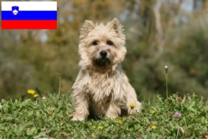 Read more about the article Cairn terrier tenyésztők és kölykök Szlovéniában