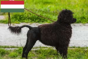 Read more about the article Cão de Agua português tenyésztők és kölykök Magyarországon