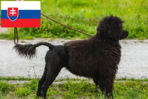 Read more about the article Cão de Agua português tenyésztők és kiskutyák Szlovákiában