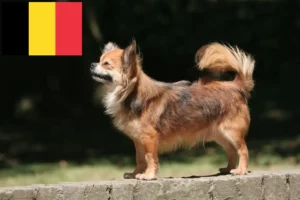 Read more about the article Chihuahua tenyésztők és kölykök Belgiumban