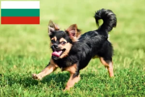 Read more about the article Chihuahua tenyésztők és kiskutyák Bulgáriában