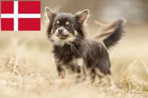 Read more about the article Chihuahua tenyésztők és kölykök Dániában