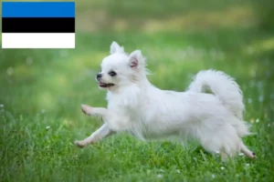 Read more about the article Chihuahua tenyésztők és kiskutyák Észtországban