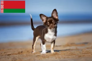 Read more about the article Chihuahua tenyésztők és kölykök Fehéroroszországban