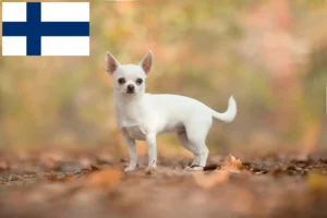 Read more about the article Chihuahua tenyésztők és kiskutyák Finnországban