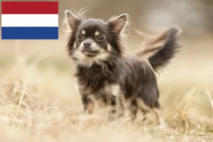 Read more about the article Chihuahua tenyésztők és kölykök Hollandiában