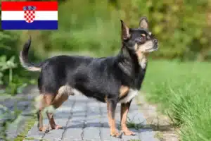 Read more about the article Chihuahua tenyésztők és kölykök Horvátországban