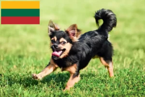 Read more about the article Chihuahua tenyésztők és kölykök Litvániában