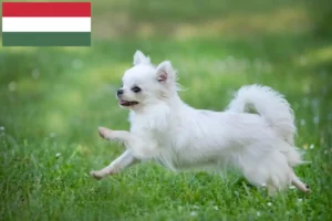 Read more about the article Chihuahua tenyésztők és kölykök Magyarországon