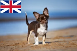 Read more about the article Chihuahua tenyésztők és kölykök Nagy-Britanniában