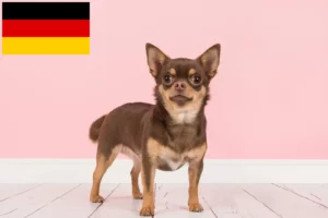 Read more about the article Chihuahua tenyésztők és kiskutyák Németországban