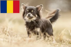 Read more about the article Chihuahua tenyésztők és kiskutyák Romániában