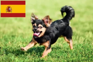 Read more about the article Chihuahua tenyésztők és kölykök Spanyolországban
