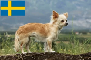 Read more about the article Chihuahua tenyésztők és kölykök Svédországban