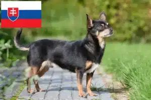 Read more about the article Chihuahua tenyésztők és kölykök Szlovákiában