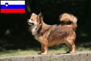 Read more about the article Chihuahua tenyésztők és kölykök Szlovéniában