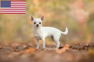 Read more about the article Chihuahua tenyésztők és kölykök az USA-ban