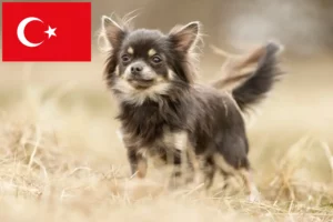 Read more about the article Chihuahua tenyésztők és kölykök Törökországban