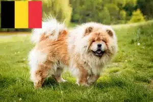 Read more about the article Chow-Chow tenyésztők és kiskutyák Belgiumban