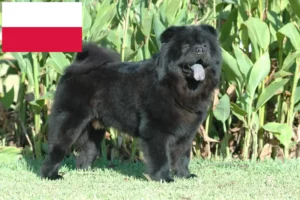 Read more about the article Chow-Chow tenyésztők és kiskutyák Lengyelországban