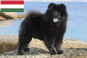 Read more about the article Chow-Chow tenyésztők és kiskutyák Magyarországon