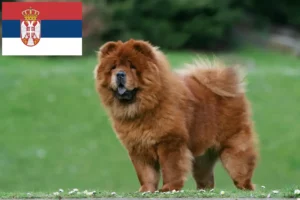 Read more about the article Chow Chow tenyésztők és kiskutyák Szerbiában