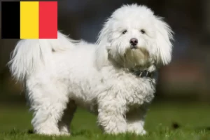 Read more about the article Coton de Tuléar tenyésztők és kölykök Belgiumban