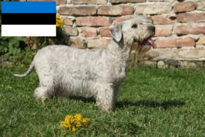 Read more about the article Cseh terrier tenyésztő és kiskutyák Észtországban
