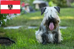 Read more about the article Cseh terrier tenyésztők és kölykök Ausztriában