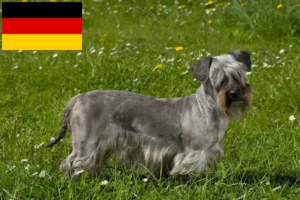 Read more about the article Cseh terrier tenyésztők és kiskutyák Németországban