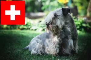 Read more about the article Cseh terrier tenyésztők és kölykök Svájcban