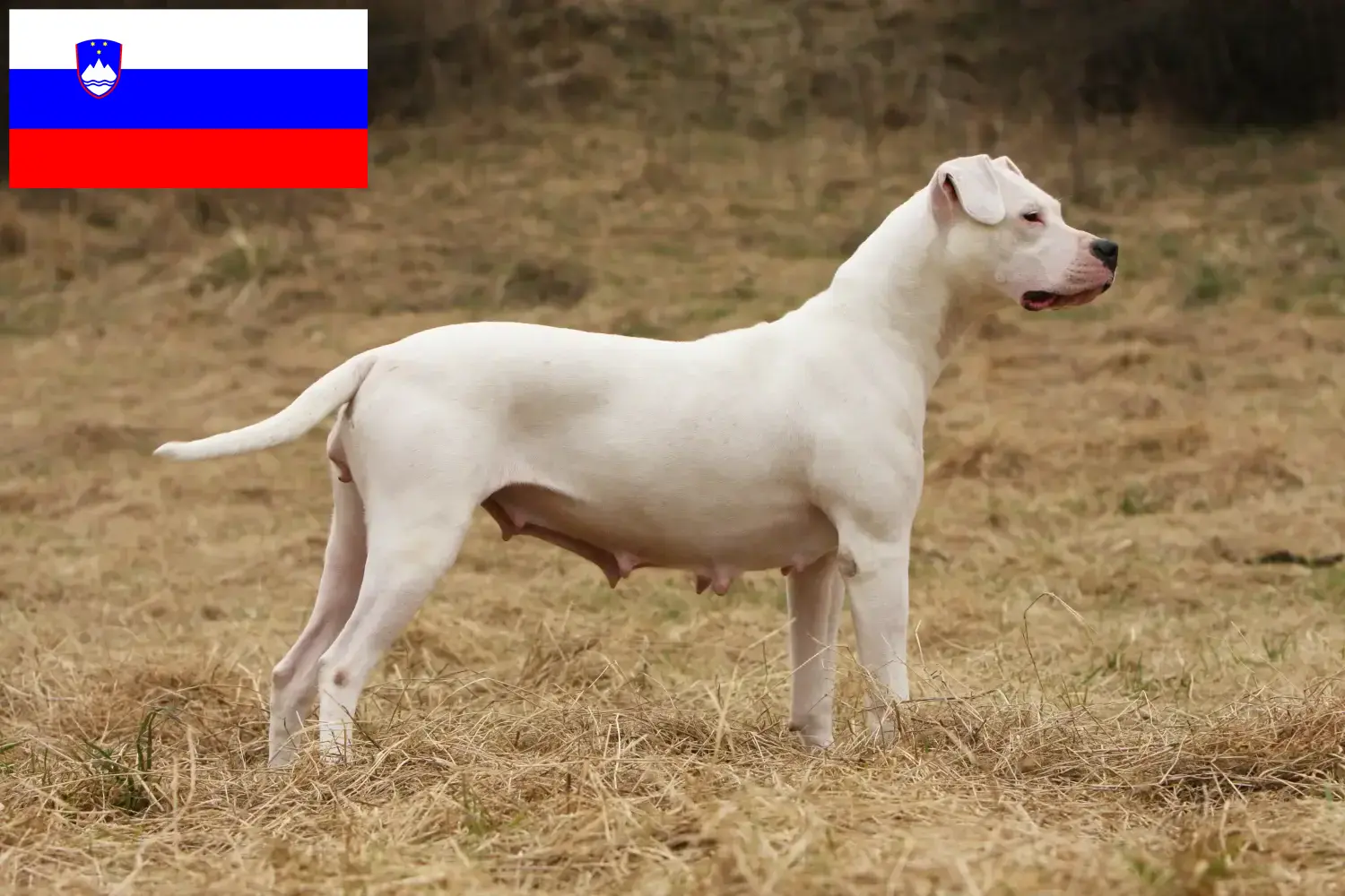 Read more about the article Dogo Argentino tenyésztők és kölykök Szlovéniában