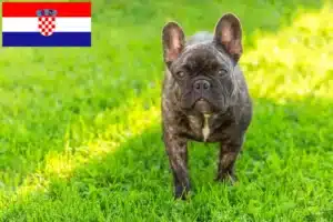 Read more about the article Francia bulldog tenyésztők és kölykök Horvátországban