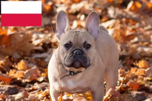 Read more about the article Francia bulldog tenyésztők és kölykök Lengyelországban