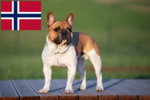 Read more about the article Francia bulldog tenyésztők és kölykök Norvégiában