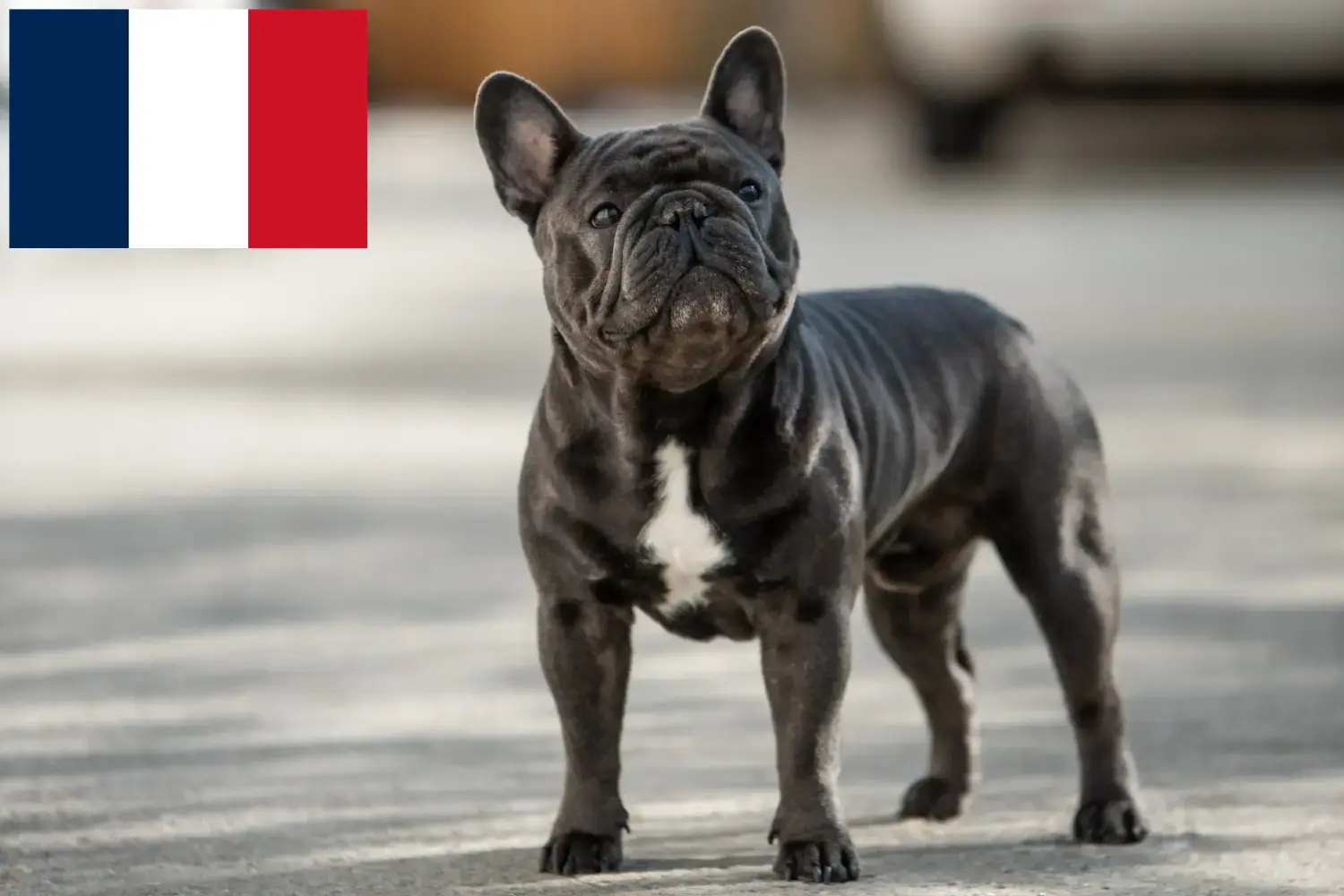 Read more about the article Francia bulldog tenyésztők és kölykök Réunionban