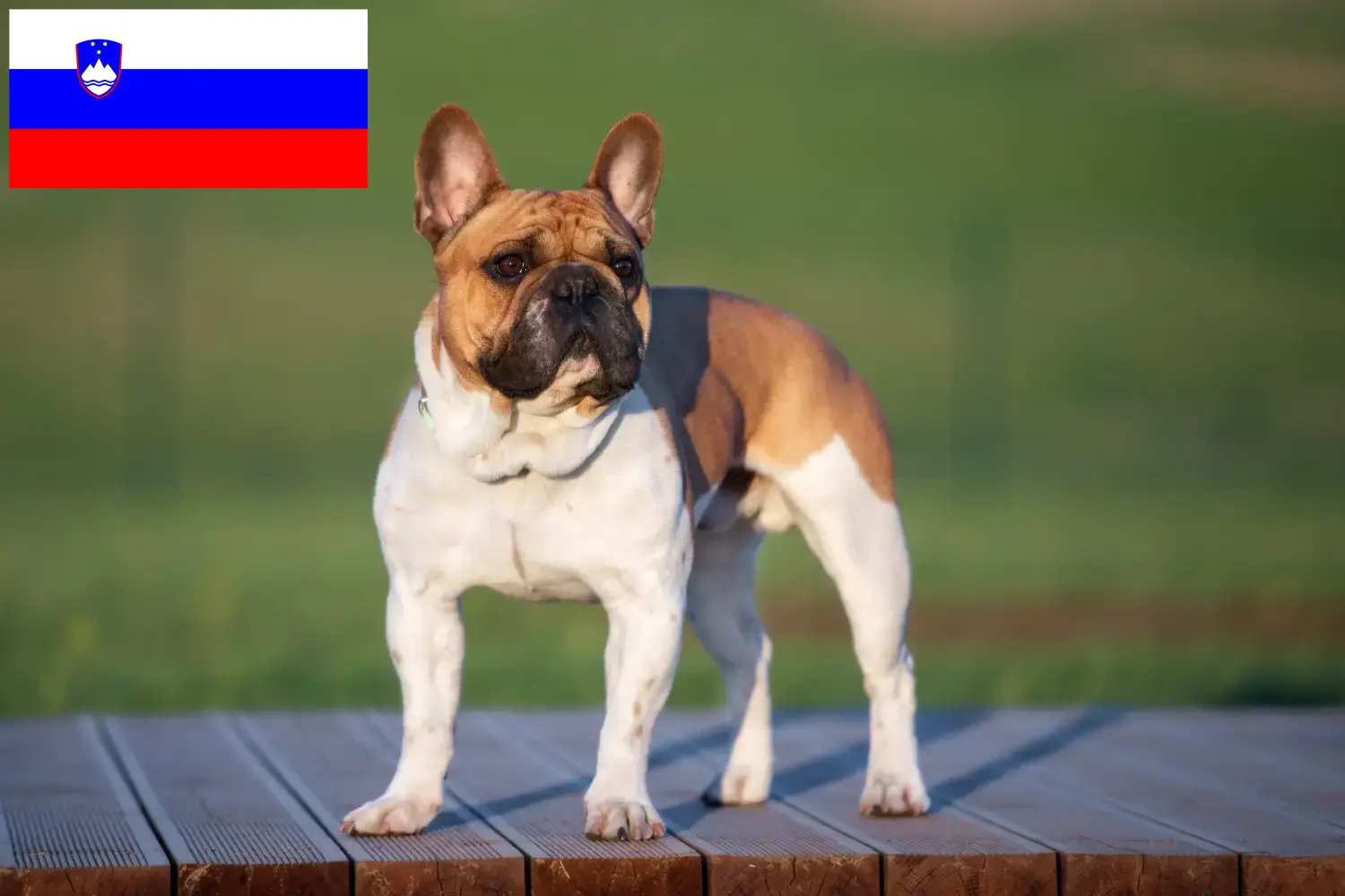 Read more about the article Francia bulldog tenyésztők és kölykök Szlovéniában