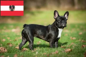 Read more about the article Francia bulldog tenyésztők és kölykök Ausztriában