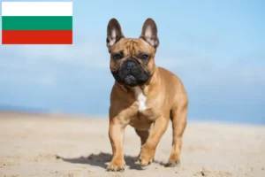 Read more about the article Francia bulldog tenyésztők és kölykök Bulgáriában