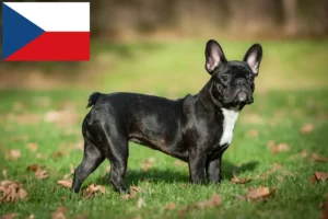 Read more about the article Francia bulldog tenyésztők és kölykök Csehországban