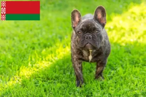 Read more about the article Francia bulldog tenyésztők és kölykök Fehéroroszországban