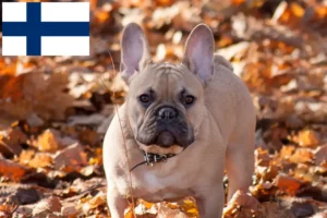 Read more about the article Francia bulldog tenyésztők és kölykök Finnországban