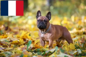 Read more about the article Francia bulldog tenyésztők és kölykök Franciaországban