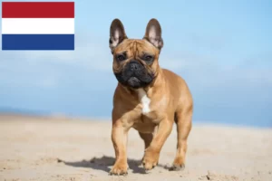 Read more about the article Francia bulldog tenyésztők és kölykök Hollandiában