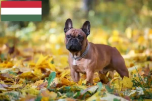 Read more about the article Francia bulldog tenyésztők és kölykök Magyarországon