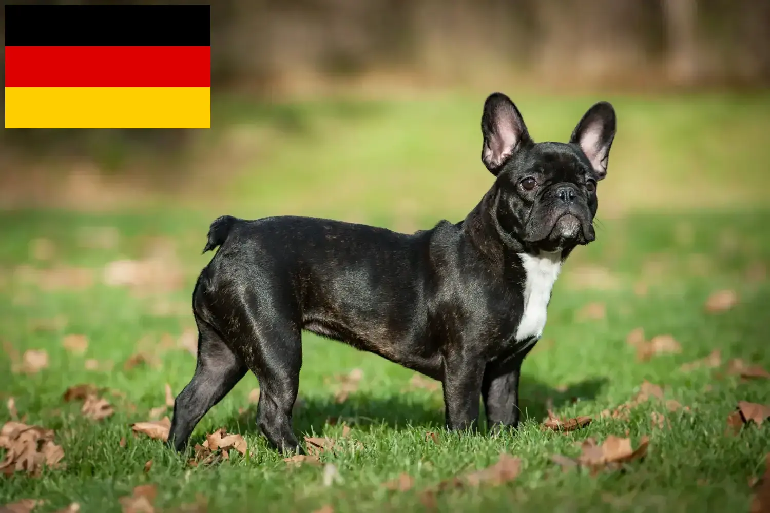 Read more about the article Francia bulldog tenyésztők és kölykök Németországban