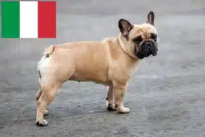 Read more about the article Francia bulldog tenyésztők és kölykök Olaszországban