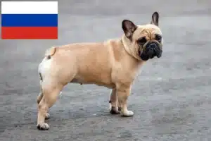 Read more about the article Francia bulldog tenyésztők és kölykök Oroszországban