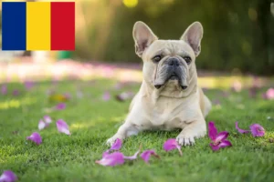 Read more about the article Francia bulldog tenyésztők és kölykök Romániában